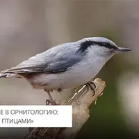 Введение в орнитологию: знакомство с птицами. Лекция 2. Систематический обзор птиц: бескилевые и «курогуси»