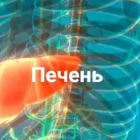 Печень