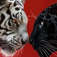 Тайна женской силы