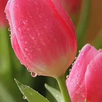 Аккорд Тюльпан