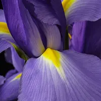 Аккорд Ирис цветы