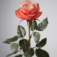 Роза Кахала