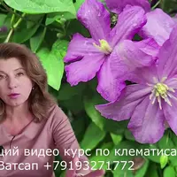 Курс по клематисам