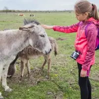 Правила безопасности при встрече с животными