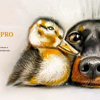 Сухая пастель PRO: Реализм