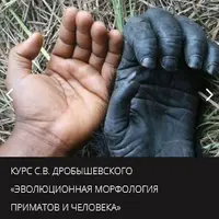 Эволюционная морфология приматов и человека. Введение, мозговой череп