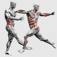 Грудная клетка. Биомеханика, эстетика, тестирование, упражнения