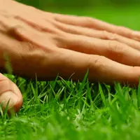 Мифы о газоне