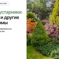 Декоративные кустарники: живые изгороди и другие живописные формы