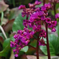 Азбука растений. Бадан толстолистный