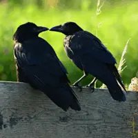 Любовь и смерть в мире животных