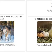 My English Anki Decks Collection