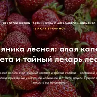 Земляника лесная: алая капелька лета и тайный лекарь леса