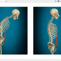 Анатомия осанки