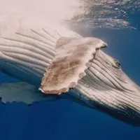 Горбатые киты: защитники океана