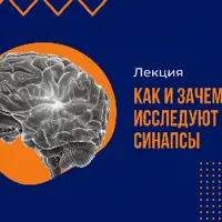 Как и зачем исследуют синапсы