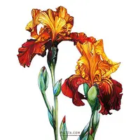 Акварельная коммерческая иллюстрация "Цветы"