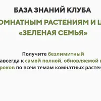 База знаний клуба по комнатным растениям и цветам «Зеленая семья»