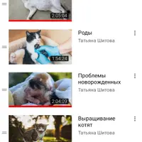 Фелинология. Теория и практика племенного дела