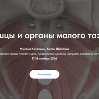 Мышцы и органы малого таза