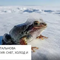 Зимняя экология: снег, холод и тепло. Лекция 4. Ноги держи в тепле