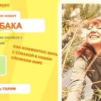 Создадим мир, в котором живет ваша собака