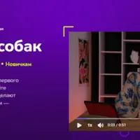Дрессировка собак