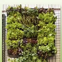 Технология создания вертикальных садов и огородов