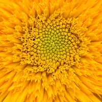 Natural-Light Macro Photography